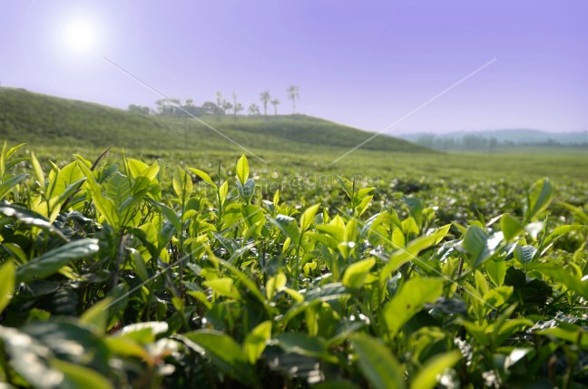 Tee Plantage Kamerun